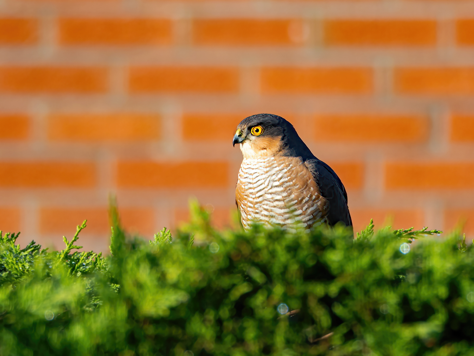 Click image for larger version  Name:	P4130380-RS.jpg Views:	0 Size:	894.6 KB ID:	1017099