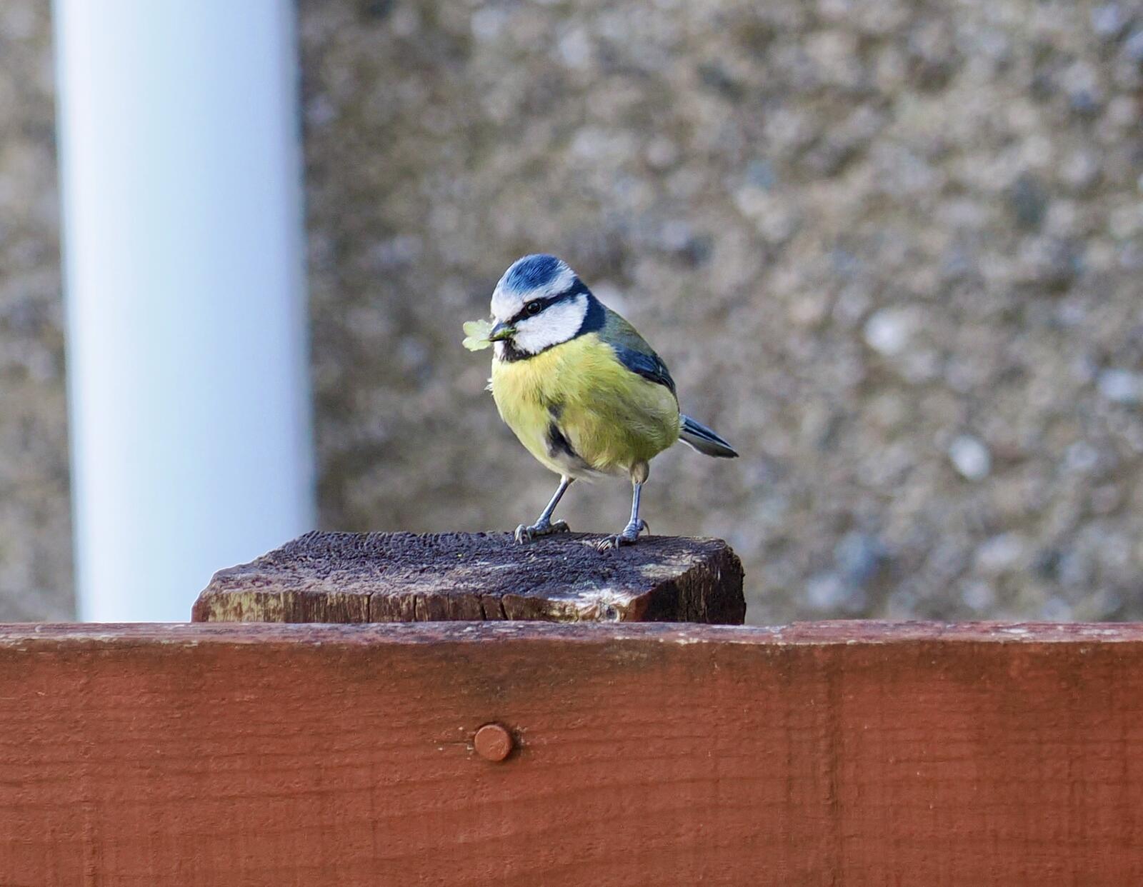 Click image for larger version

Name:	IMG_0392.jpg
Views:	184
Size:	177.2 KB
ID:	1017106