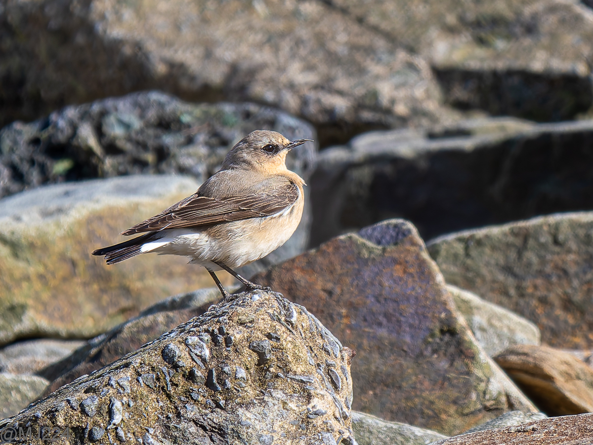 Click image for larger version

Name:	P4169226-DxO_DeepPRIME XD2s.jpg
Views:	66
Size:	922.5 KB
ID:	1017480