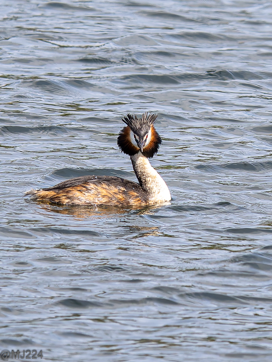 Click image for larger version

Name:	P4169189-DxO_DeepPRIME XD2s.jpg
Views:	60
Size:	1.00 MB
ID:	1017482