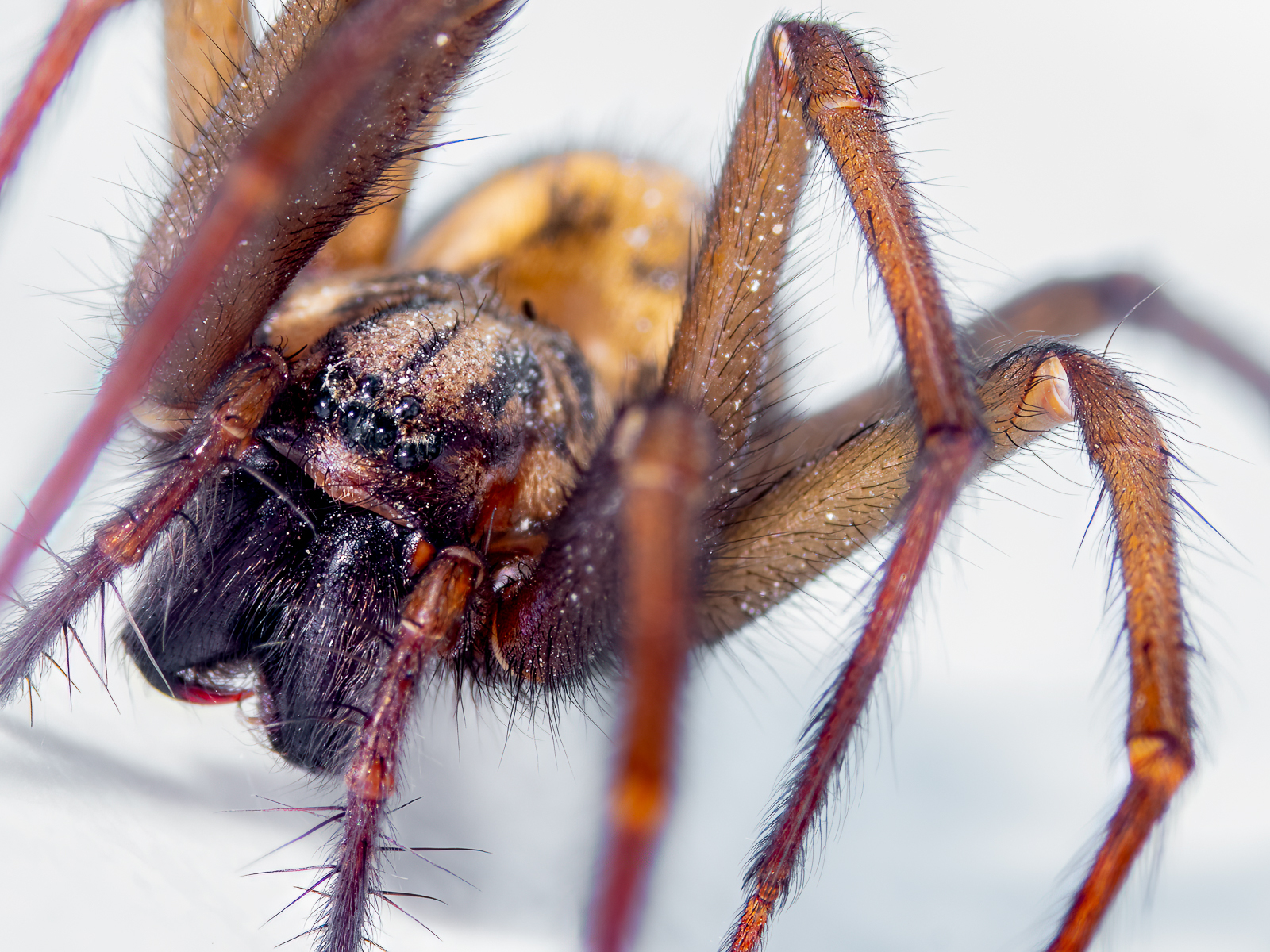 Click image for larger version  Name:	_4210009-Edit.jpg Views:	18 Size:	1.51 MB ID:	1017992