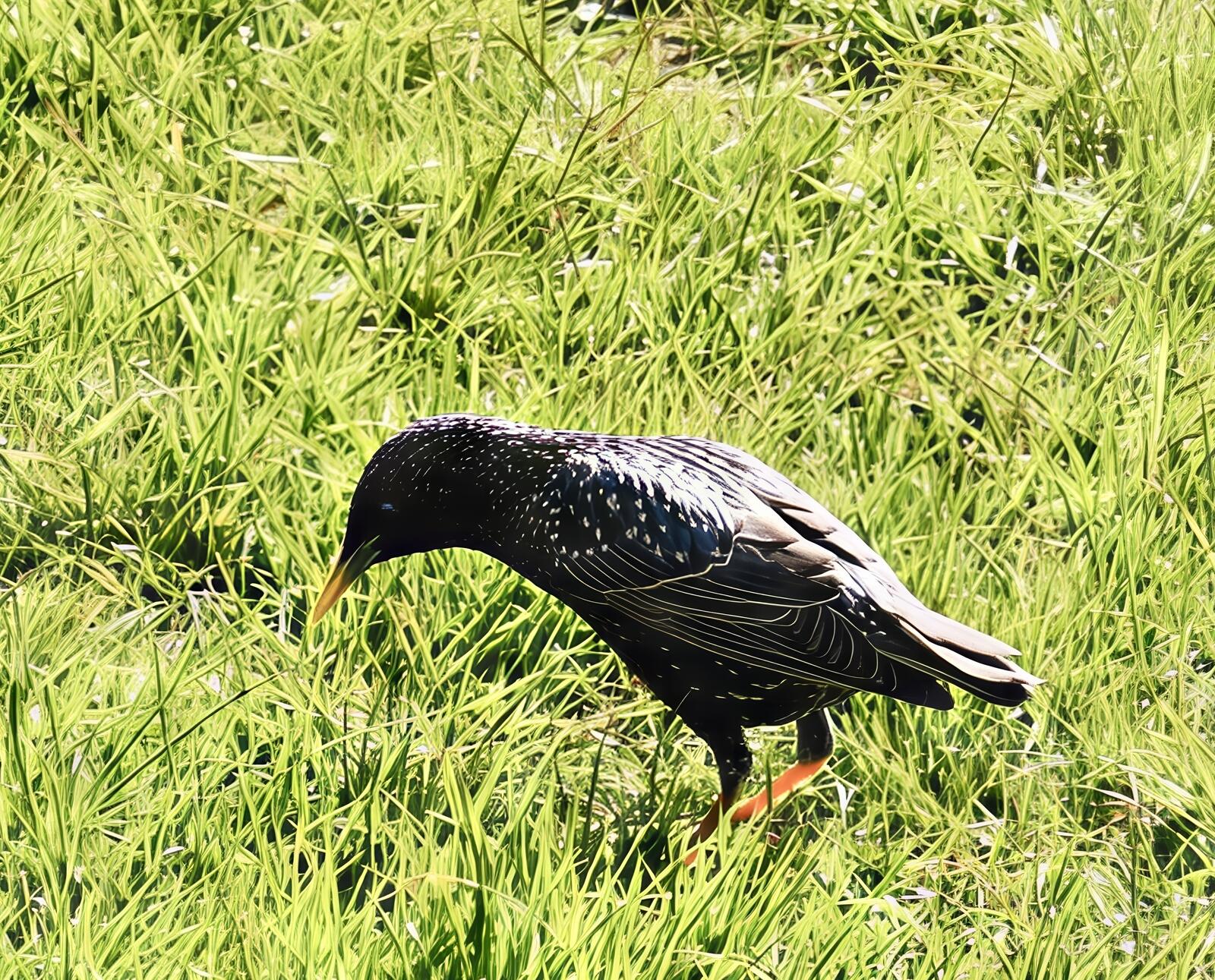 Click image for larger version

Name:	IMG_0387-topaz-sharpen-lighting-focus-upscale-2x.jpg
Views:	438
Size:	562.7 KB
ID:	1018021