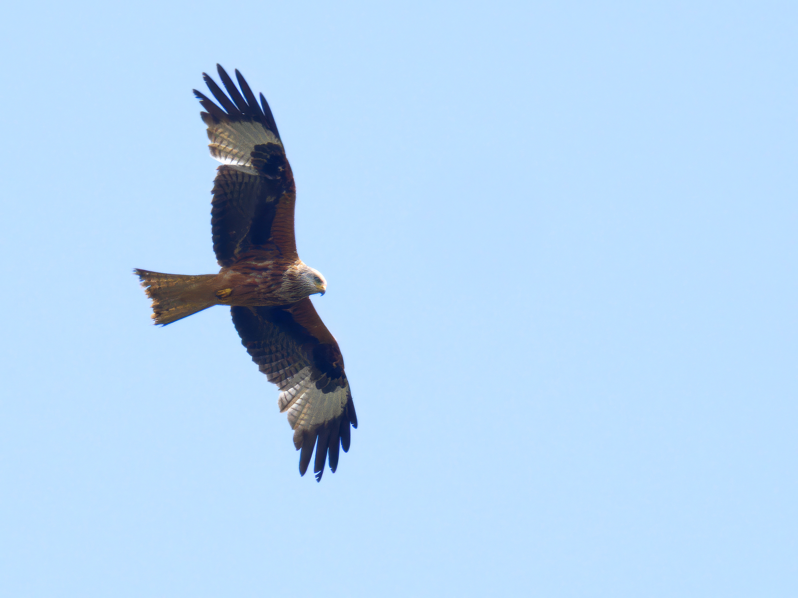 Click image for larger version

Name:	Kite circle 3-small.jpg
Views:	24
Size:	1.32 MB
ID:	1018808