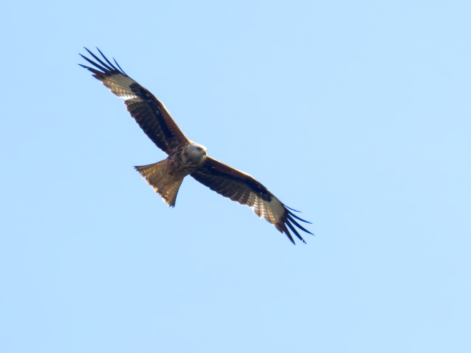 Click image for larger version

Name:	Kite circle 2-small.jpg
Views:	25
Size:	592.3 KB
ID:	1018807