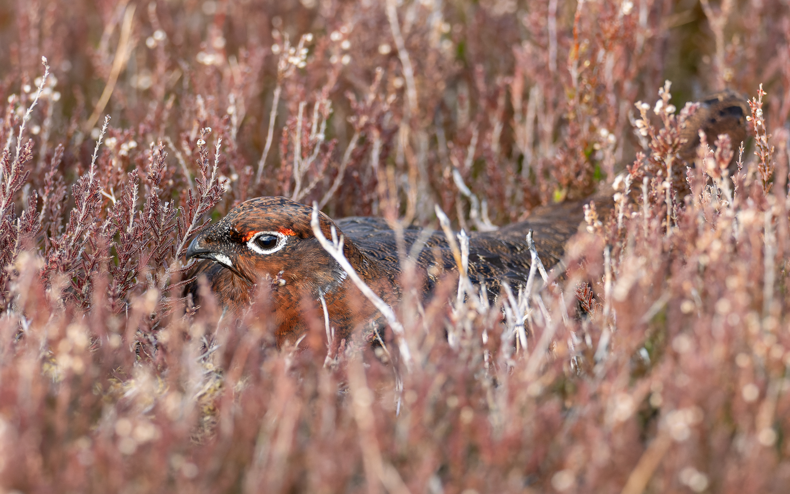 Click image for larger version

Name:	Hiding.jpg
Views:	388
Size:	1.19 MB
ID:	1018983