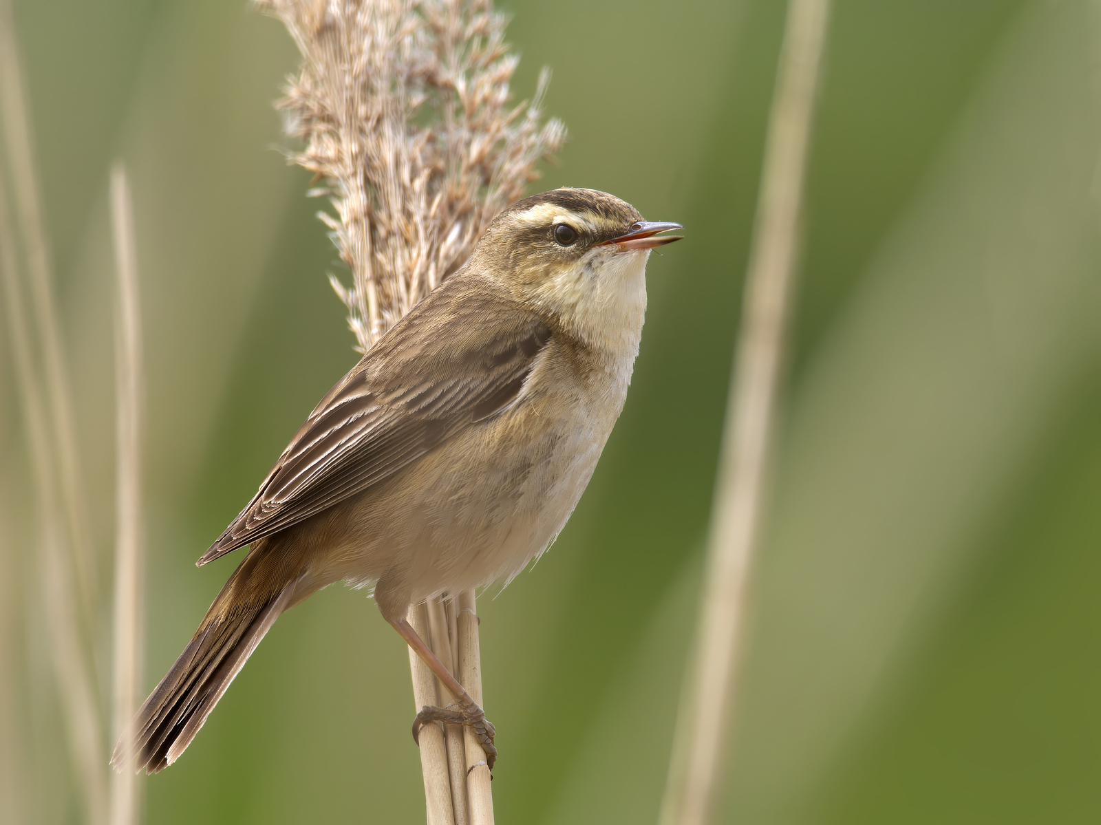 Click image for larger version

Name:	Close sedge 1-small.jpg
Views:	288
Size:	1.06 MB
ID:	1019110