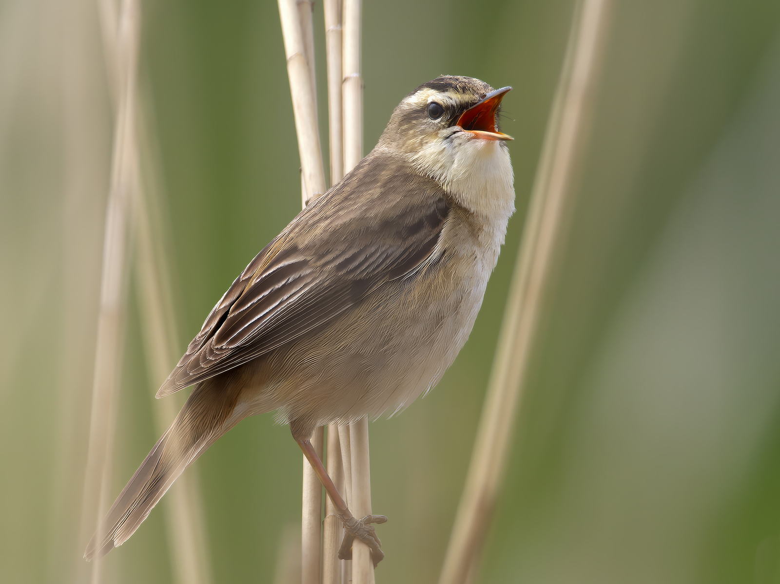 Click image for larger version

Name:	Close sedge 2-small.jpg
Views:	40
Size:	1.11 MB
ID:	1019111