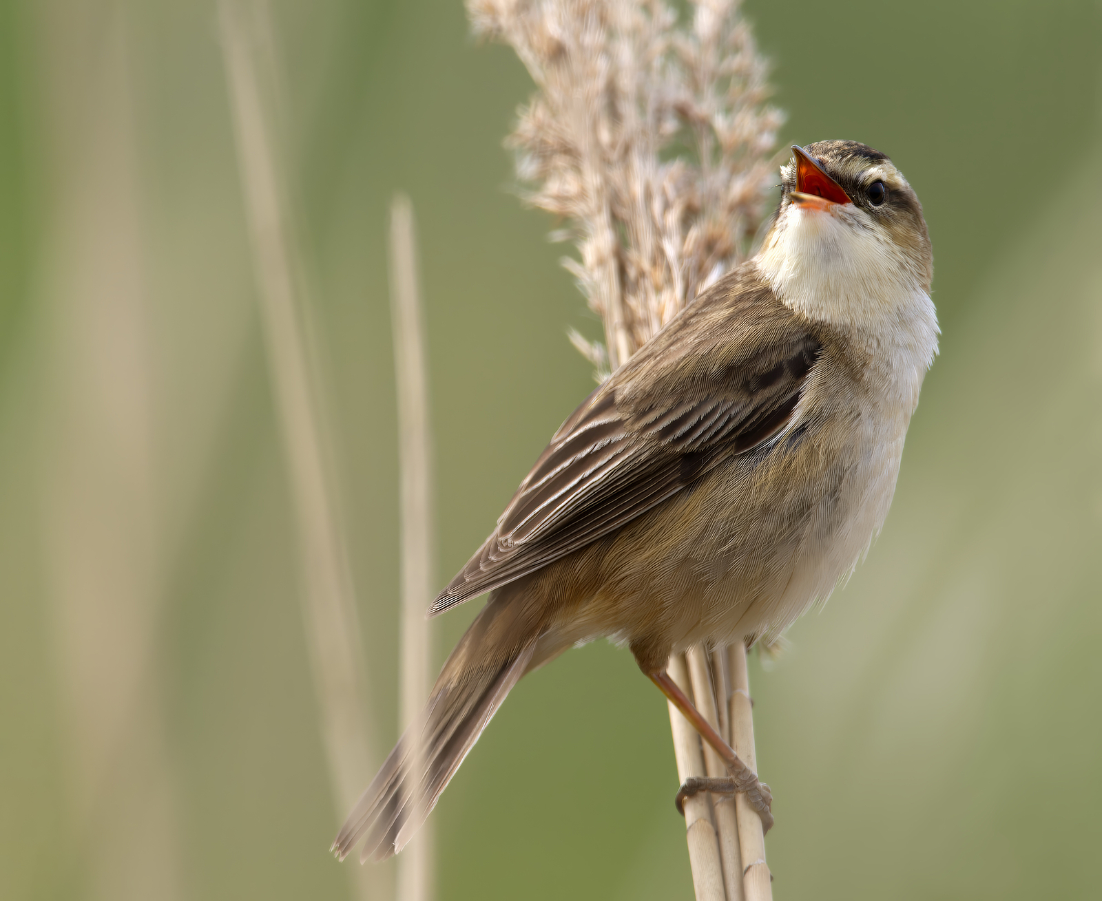 Click image for larger version

Name:	Close sedge 5-small.jpg
Views:	40
Size:	1.11 MB
ID:	1019112