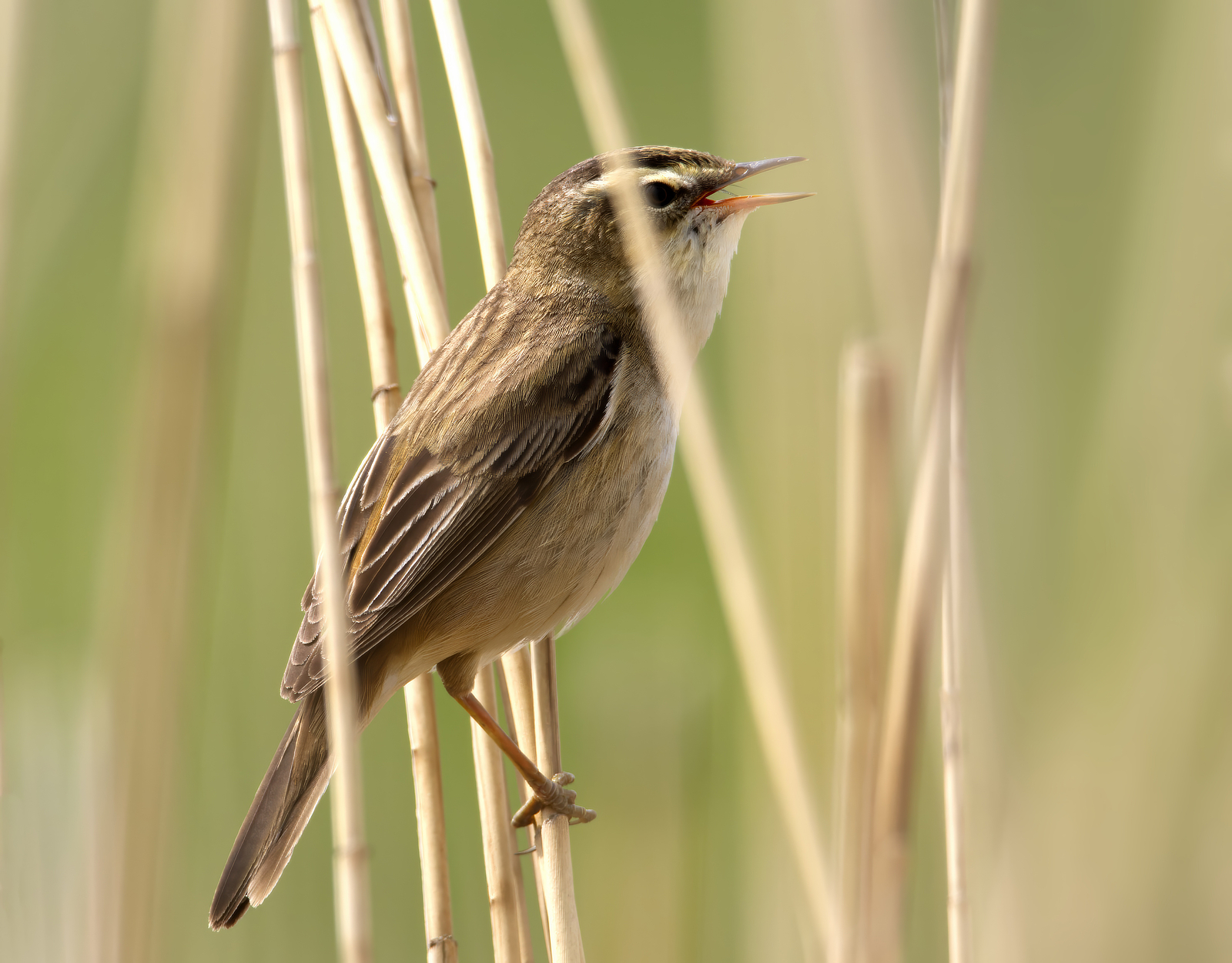 Click image for larger version

Name:	Close sedge 4-small.jpg
Views:	40
Size:	1.17 MB
ID:	1019113