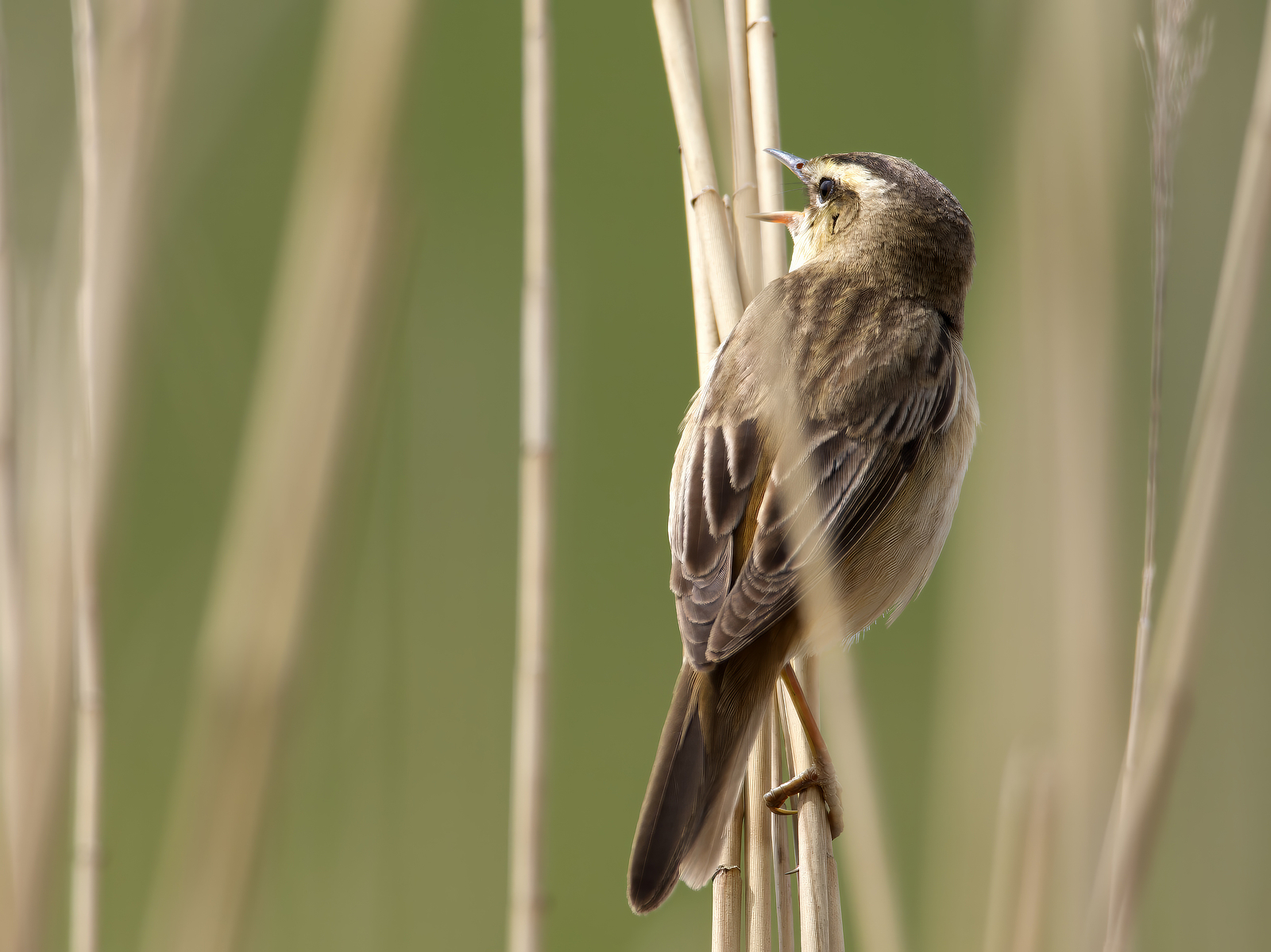 Click image for larger version

Name:	Close sedge 3-small.jpg
Views:	41
Size:	1.02 MB
ID:	1019114