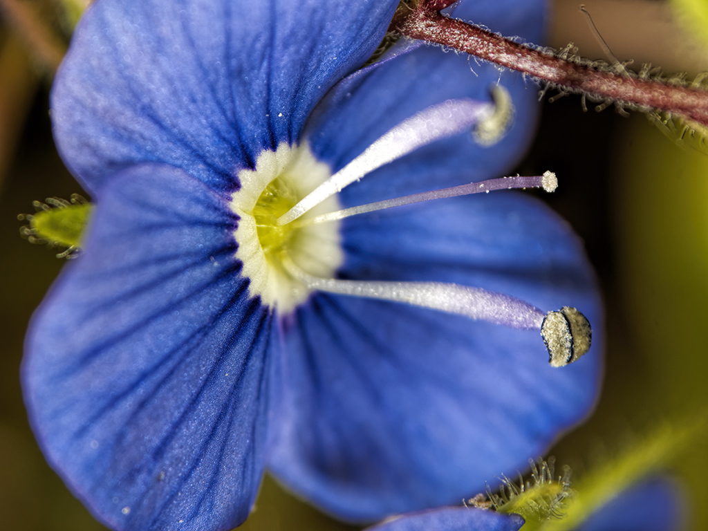Click image for larger version  Name:	_5024788_DxO Speedwell Luminar 63mm f9 FOV 11mm 1024.jpg Views:	0 Size:	512.8 KB ID:	1019124