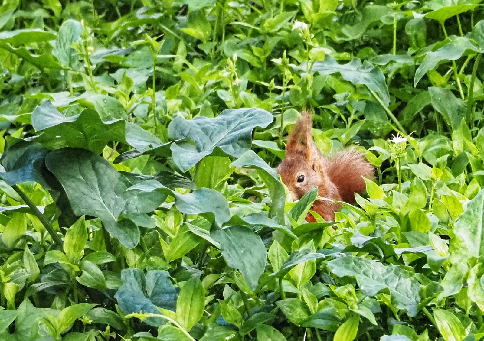 Click image for larger version

Name:	Red Squirrel 6.jpg
Views:	368
Size:	350.8 KB
ID:	1019132
