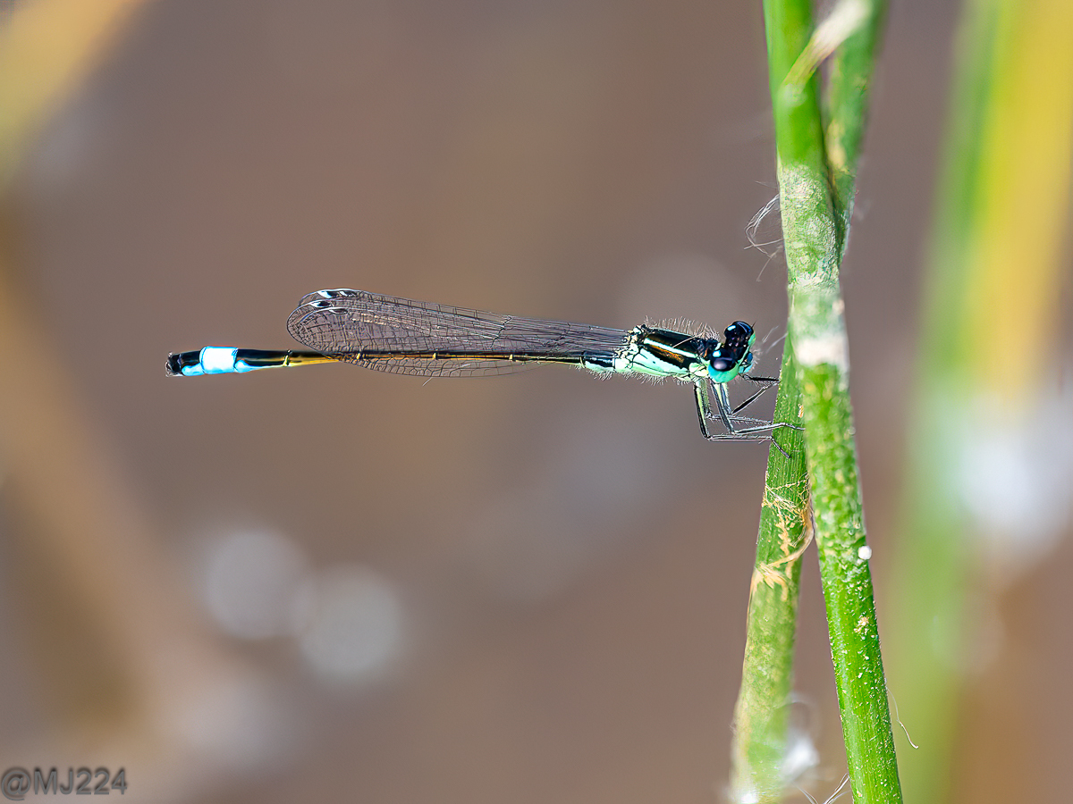 Click image for larger version  Name:	P5080650-DxO_DeepPRIME XD2s-Edit.jpg Views:	14 Size:	714.0 KB ID:	1019730