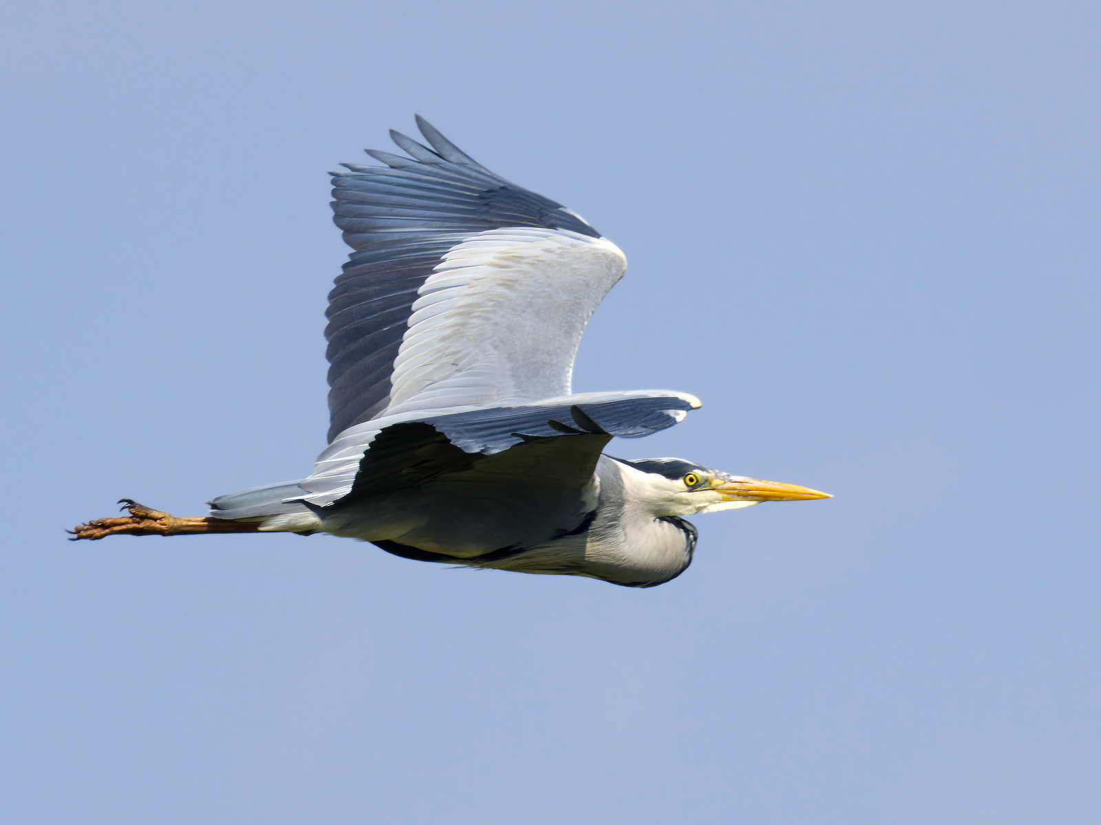 Click image for larger version

Name:	Heron Fly Past 1-small.jpg
Views:	367
Size:	1.19 MB
ID:	1020502
