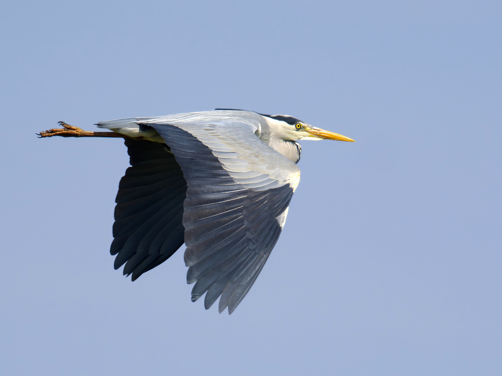 Click image for larger version

Name:	Heron Fly Past 2-small.jpg
Views:	39
Size:	1.19 MB
ID:	1020503