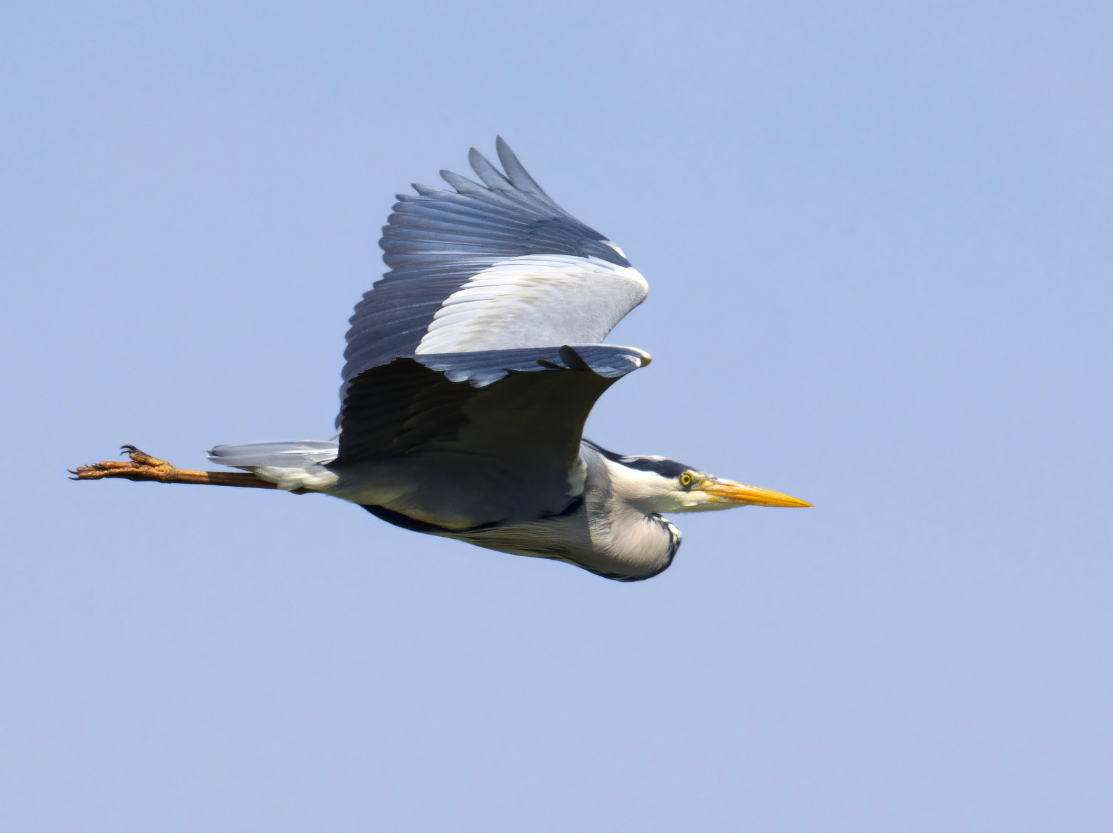 Click image for larger version

Name:	Heron Fly Past 3-small.jpg
Views:	39
Size:	1.10 MB
ID:	1020504