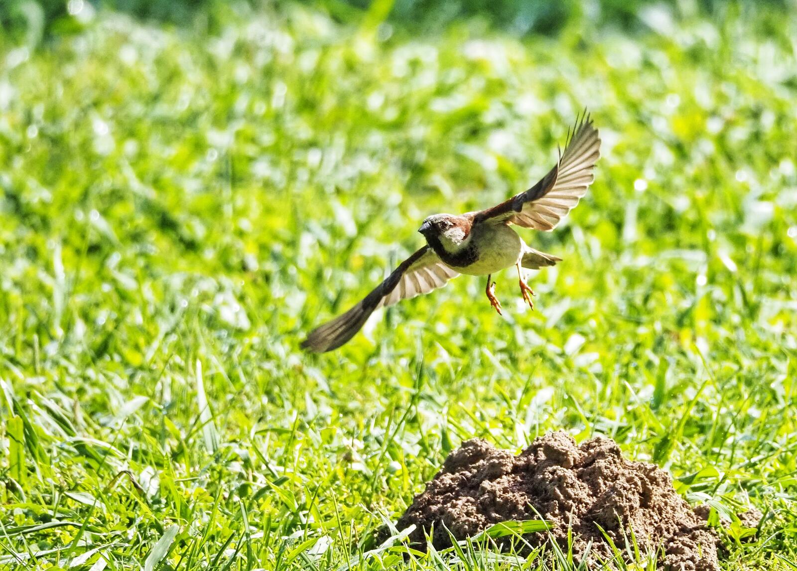 Click image for larger version

Name:	House Sparrow (male).jpg
Views:	385
Size:	318.2 KB
ID:	1020790