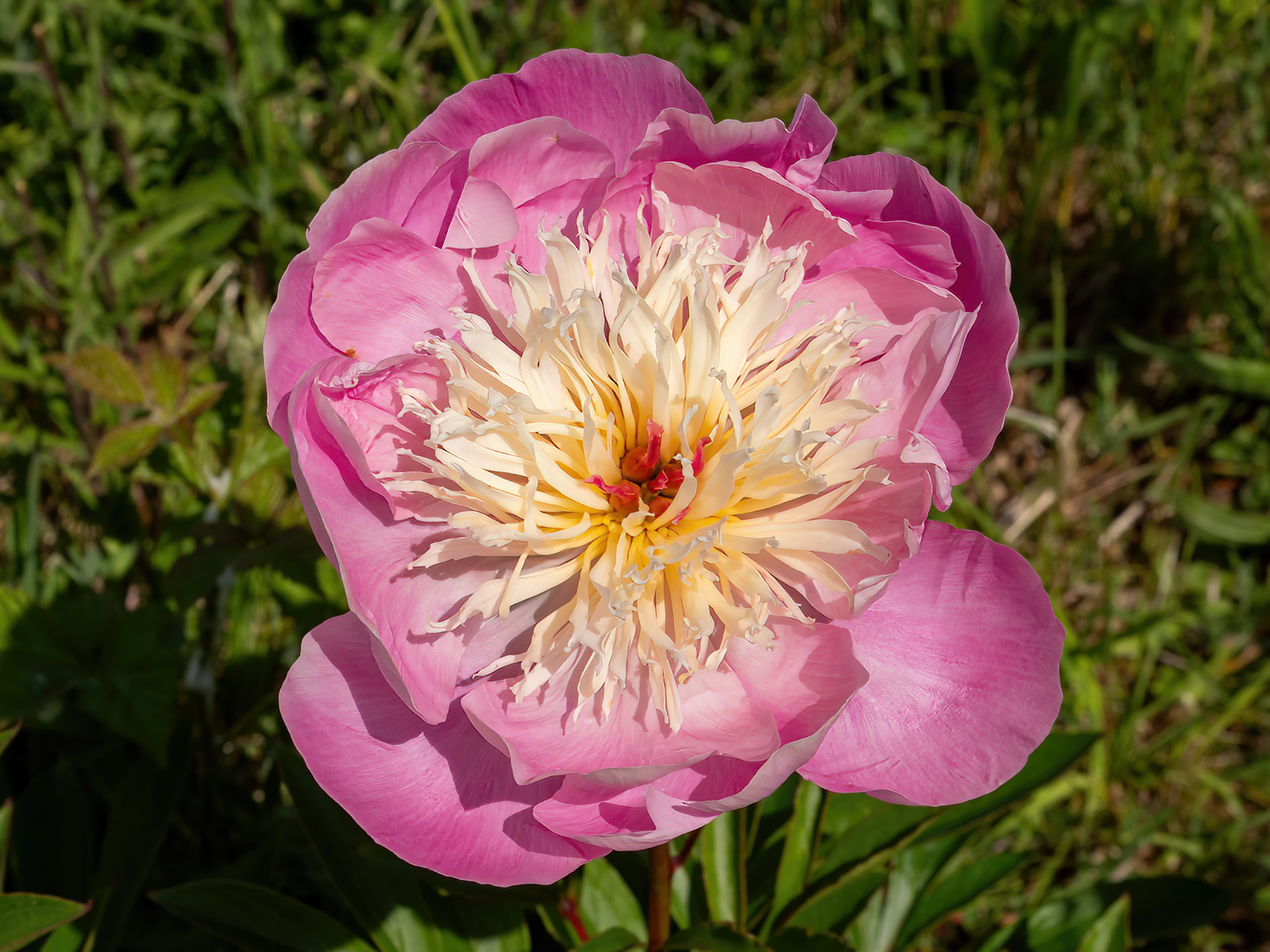 Click image for larger version  Name:	P5200494-RS.jpg Views:	4 Size:	1.25 MB ID:	1021125