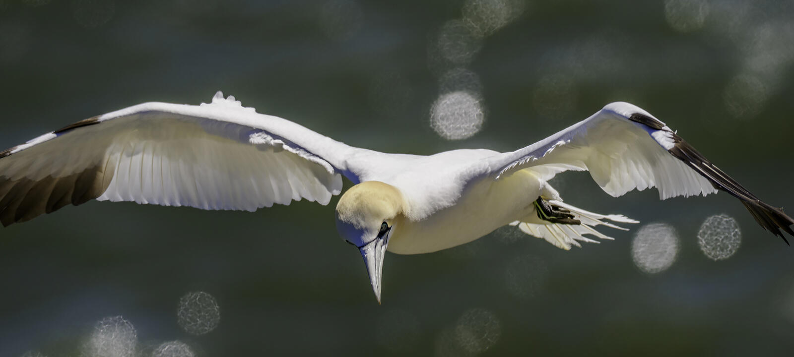 Click image for larger version

Name:	incoming !!!!.jpg
Views:	551
Size:	86.7 KB
ID:	1022377