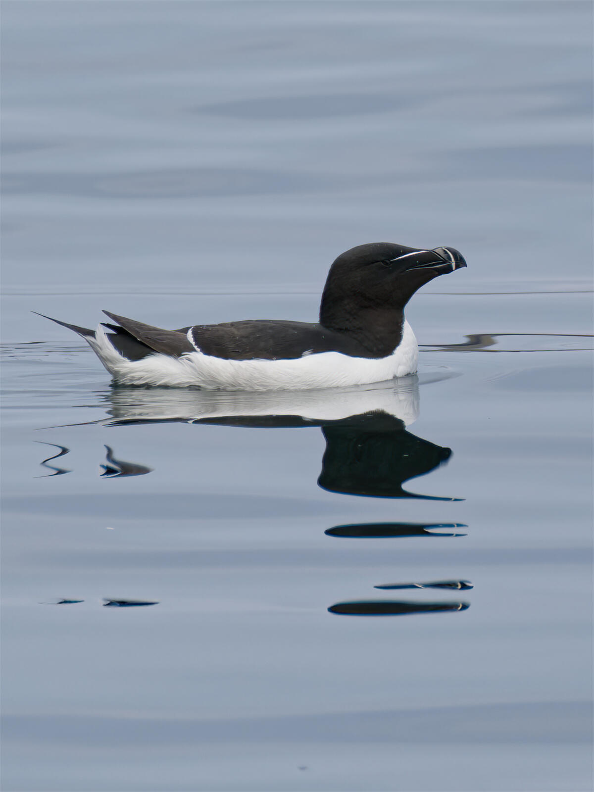 Click image for larger version  Name:	Razorbill.jpg Views:	0 Size:	88.4 KB ID:	1024714