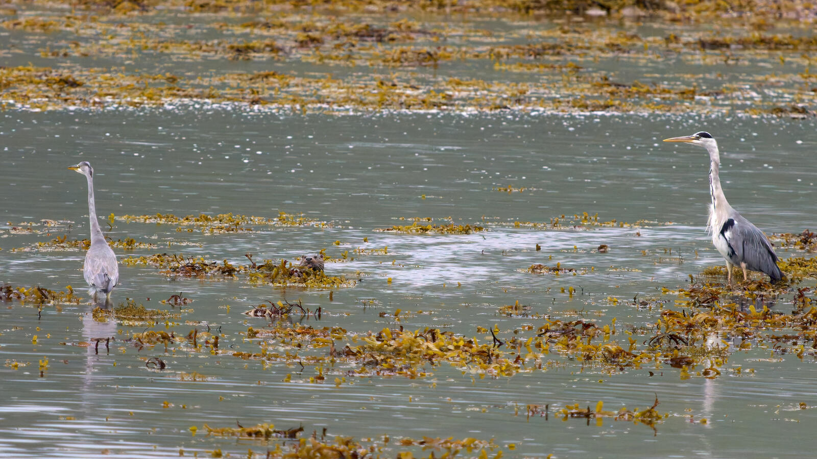 Click image for larger version  Name:	54625148805_28756db614_o.jpg Views:	0 Size:	313.4 KB ID:	1024879