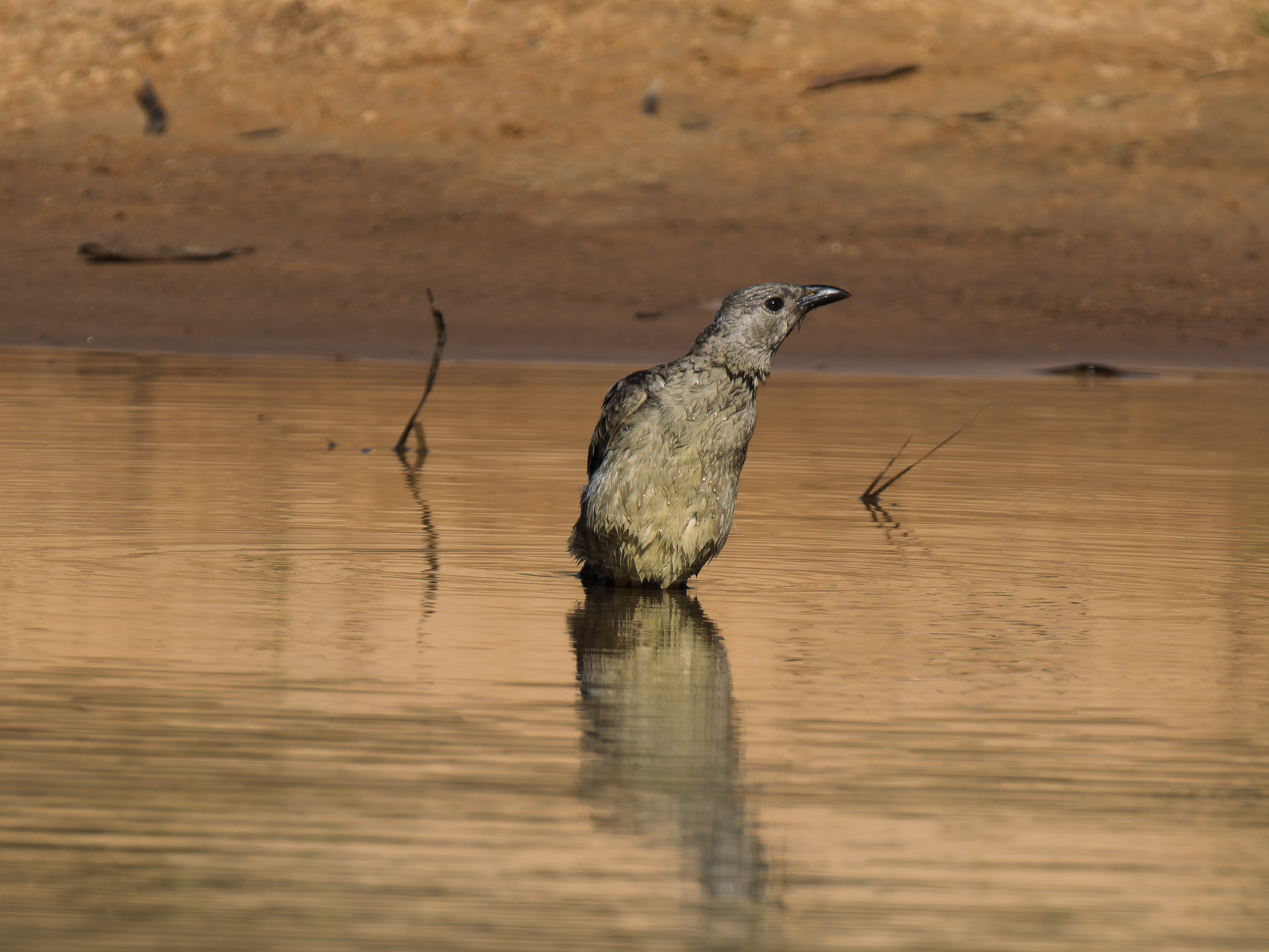 Click image for larger version

Name:	pF-6.jpg
Views:	408
Size:	867.3 KB
ID:	1025128