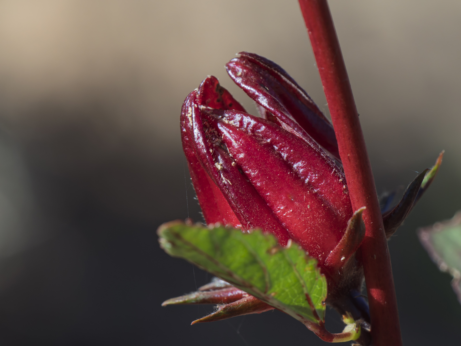 Click image for larger version

Name:	pF-8.jpg
Views:	27
Size:	865.7 KB
ID:	1025129