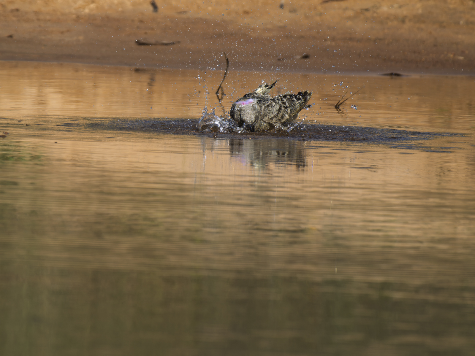 Click image for larger version

Name:	pF-7.jpg
Views:	27
Size:	992.5 KB
ID:	1025130