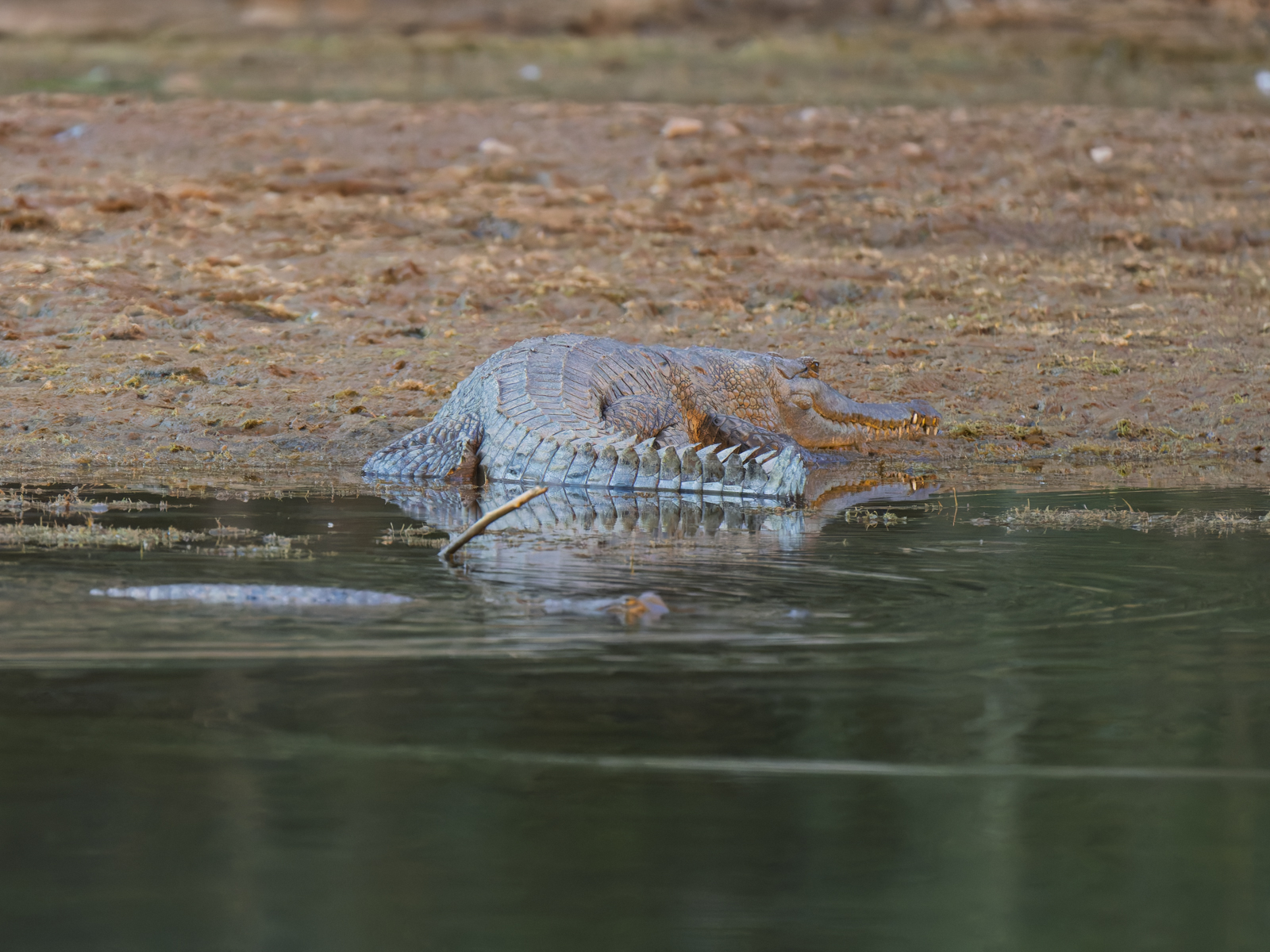 Click image for larger version

Name:	pH-4.jpg
Views:	43
Size:	1.10 MB
ID:	1025246