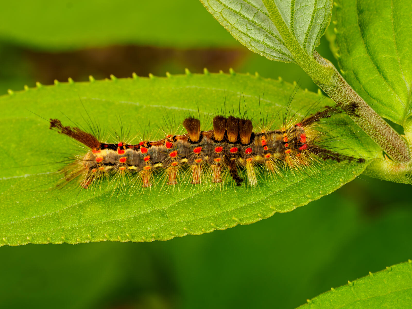 Click image for larger version

Name:	P7078561.jpg
Views:	341
Size:	359.1 KB
ID:	1025404