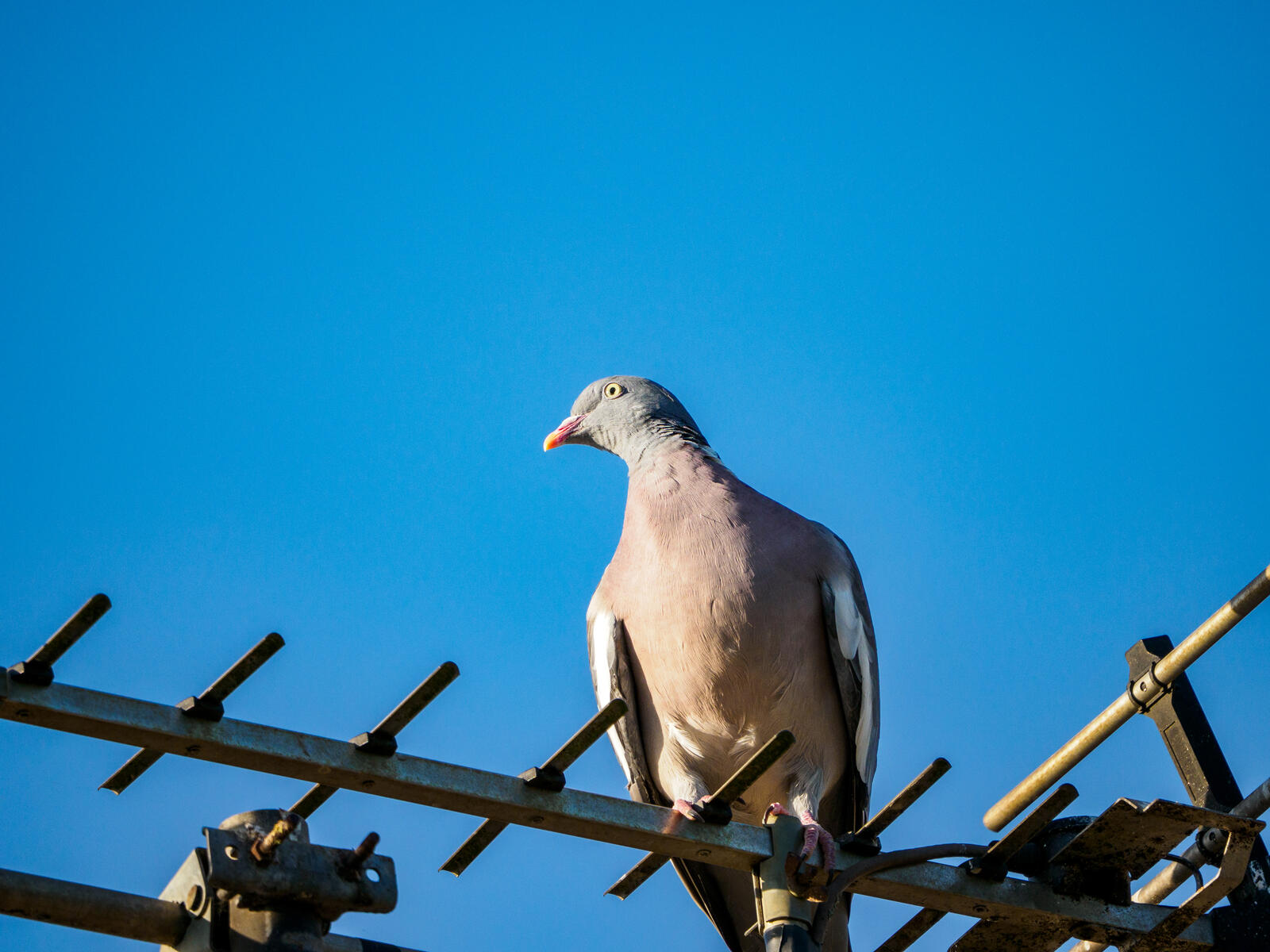 Click image for larger version

Name:	P7080002.jpg
Views:	40
Size:	215.1 KB
ID:	1025550