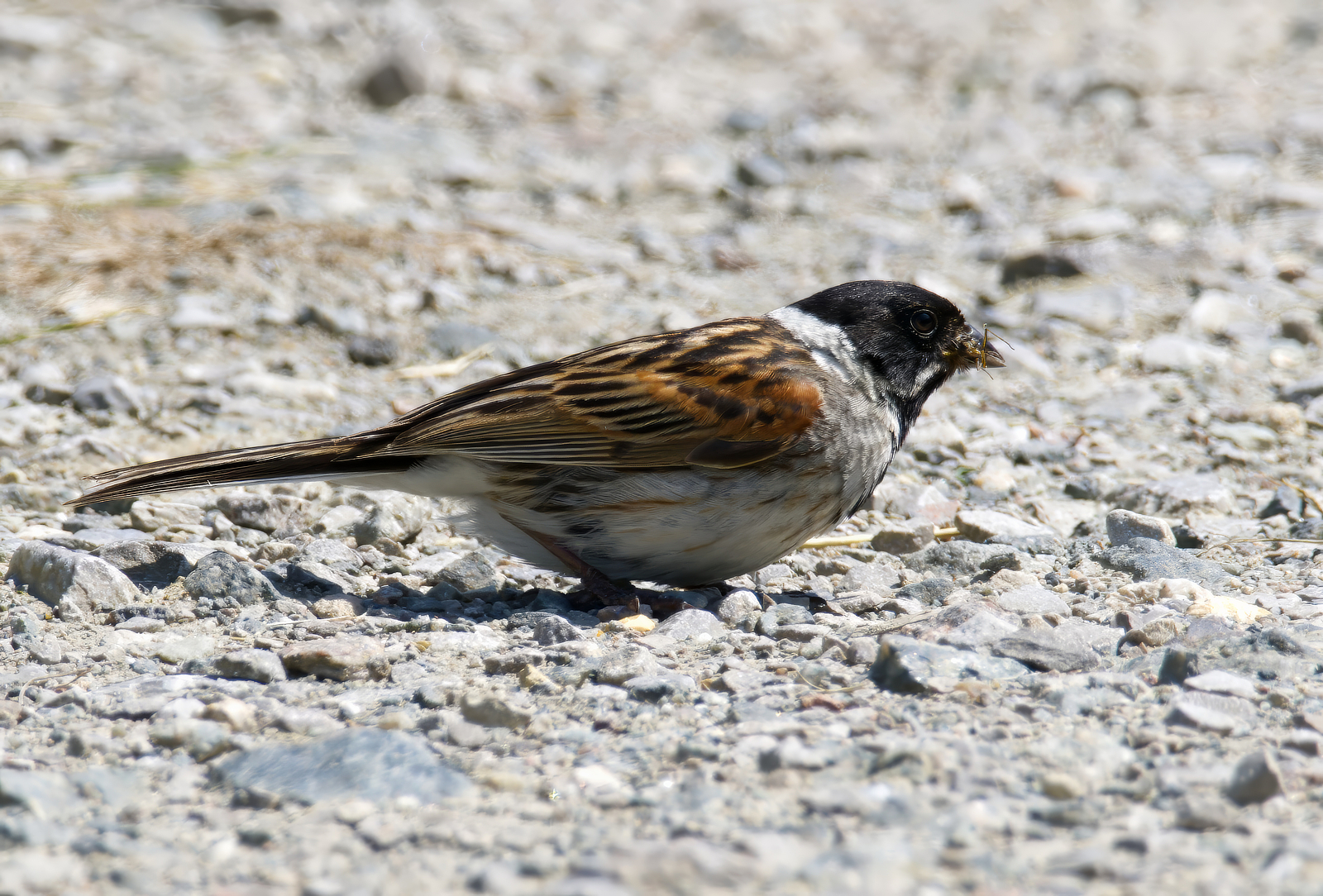 Click image for larger version

Name:	Takeaway 2-small.jpg
Views:	54
Size:	1.83 MB
ID:	1026649