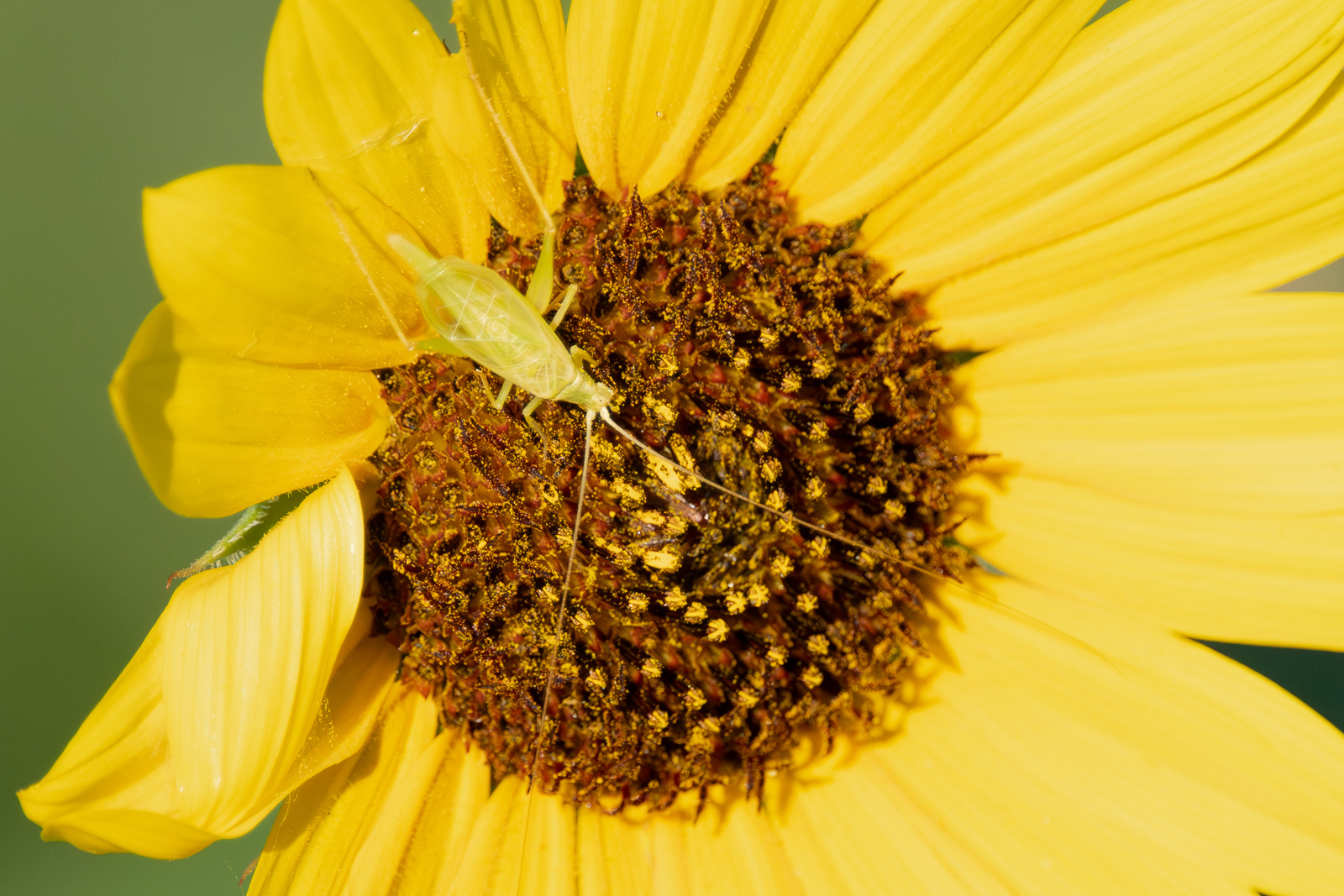 Click image for larger version

Name:	_7203002.jpg
Views:	524
Size:	975.2 KB
ID:	1026651