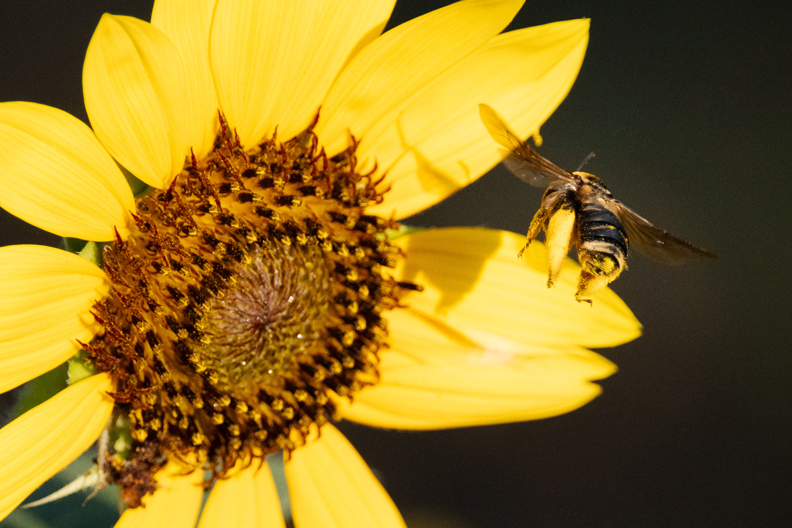 Click image for larger version

Name:	_7202935.jpg
Views:	40
Size:	1.11 MB
ID:	1026652