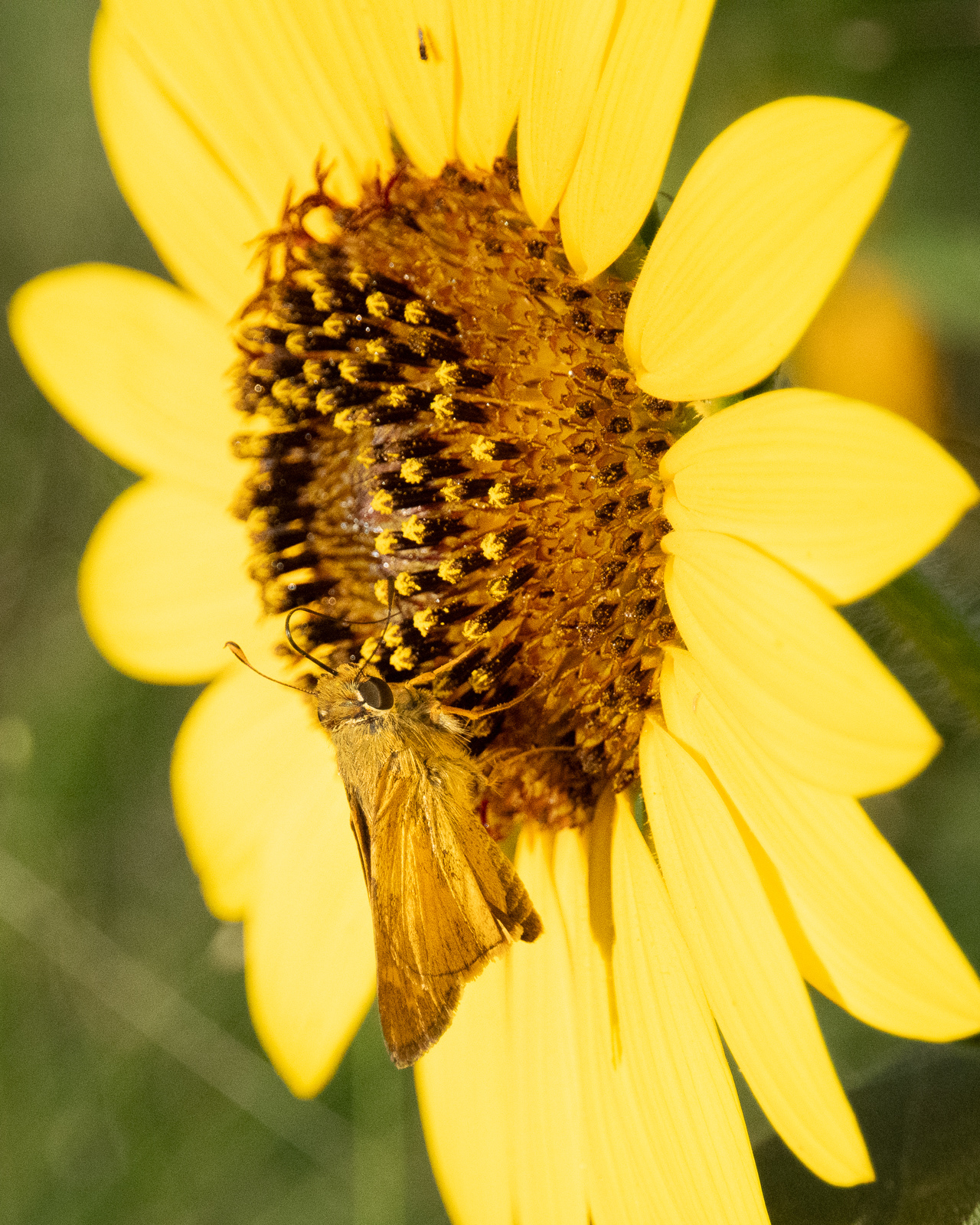 Click image for larger version

Name:	_7202987.jpg
Views:	39
Size:	1.41 MB
ID:	1026653