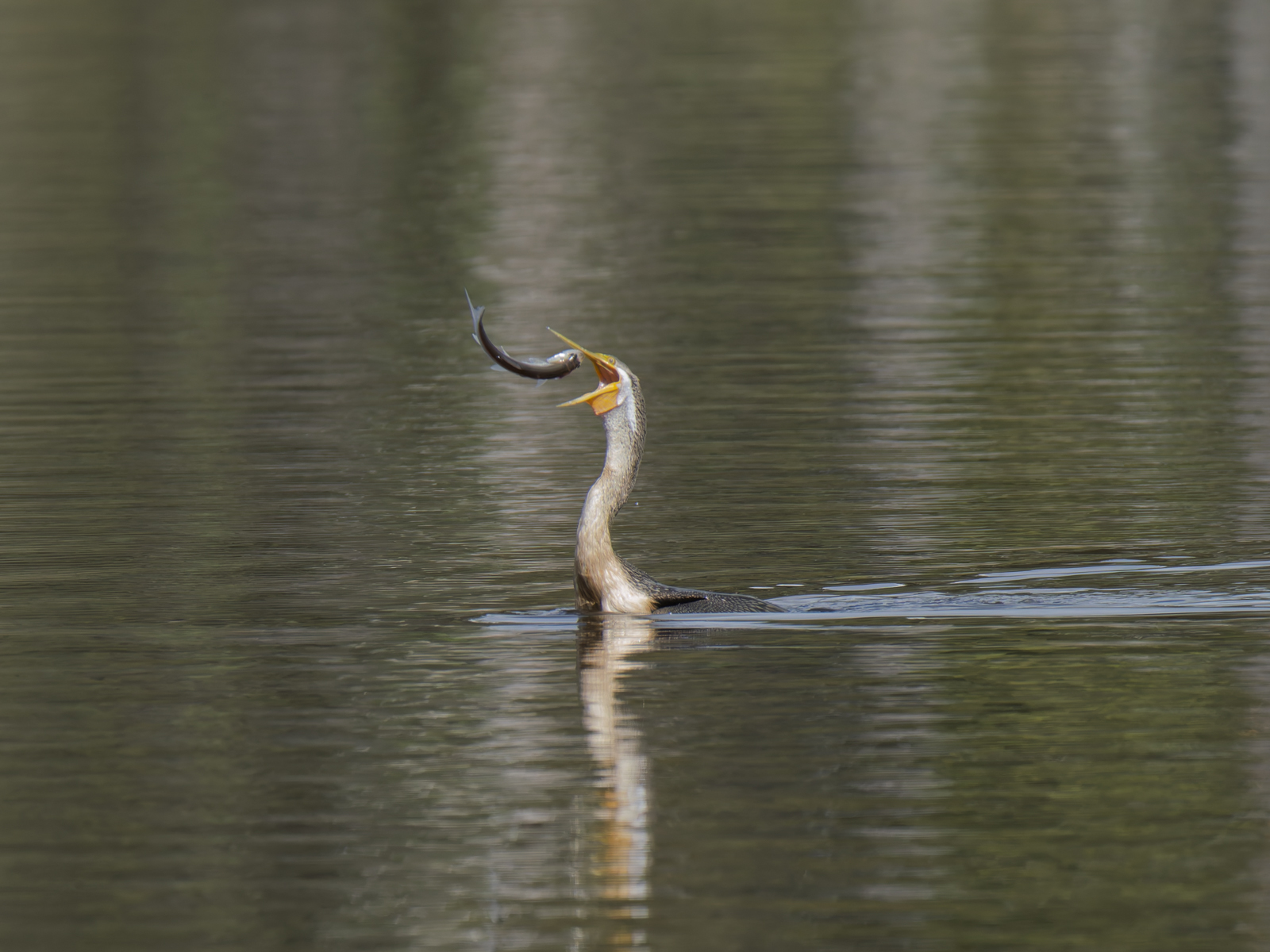 Click image for larger version

Name:	catch-3.jpg
Views:	374
Size:	802.2 KB
ID:	1028981