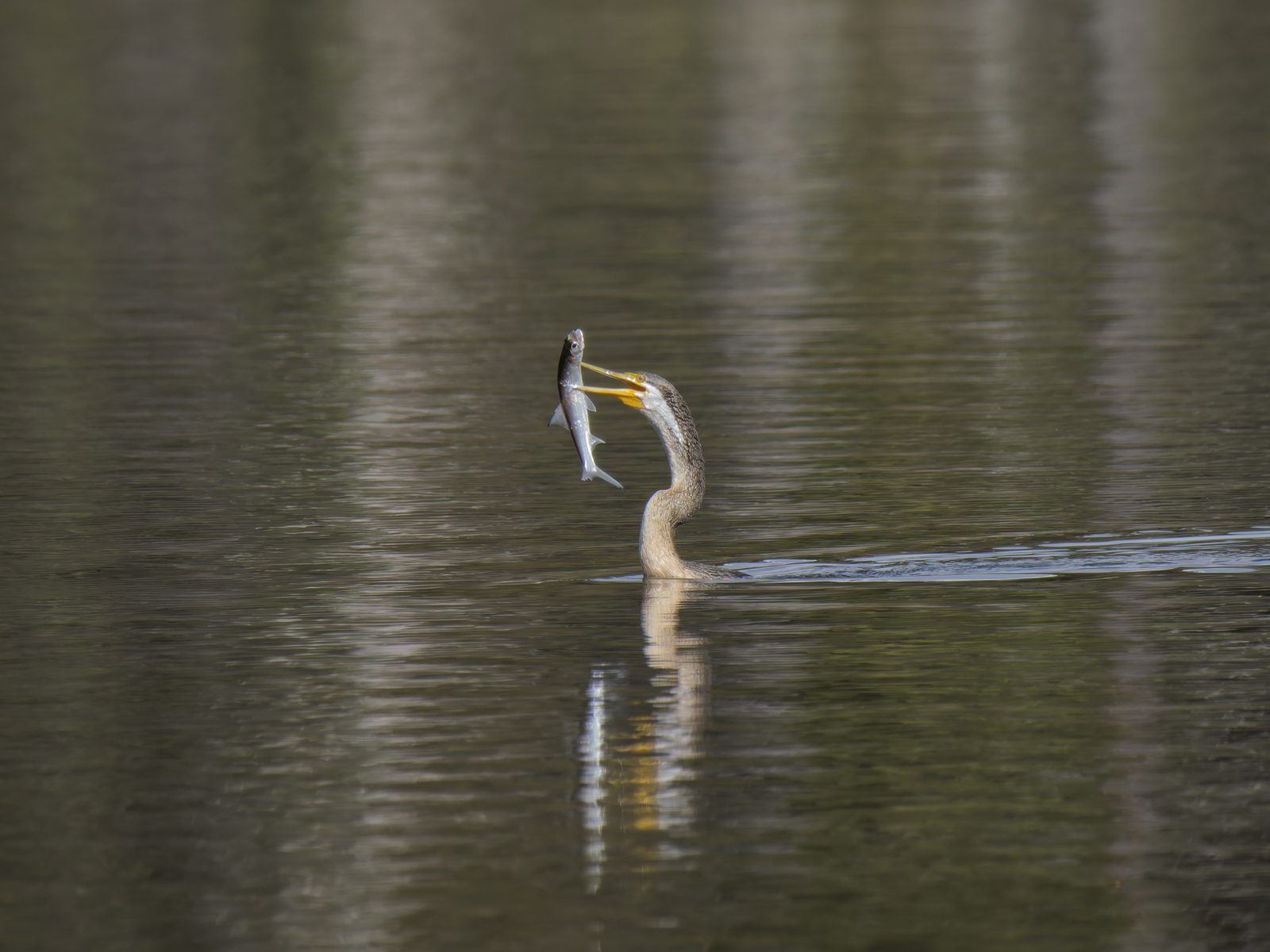 Click image for larger version

Name:	catch-1.jpg
Views:	83
Size:	803.3 KB
ID:	1028982