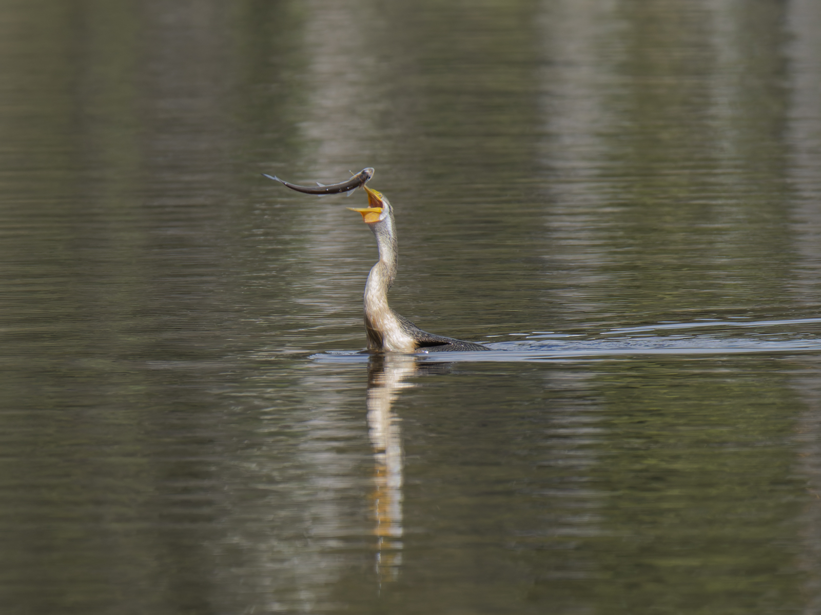 Click image for larger version

Name:	catch-2.jpg
Views:	81
Size:	805.1 KB
ID:	1028983