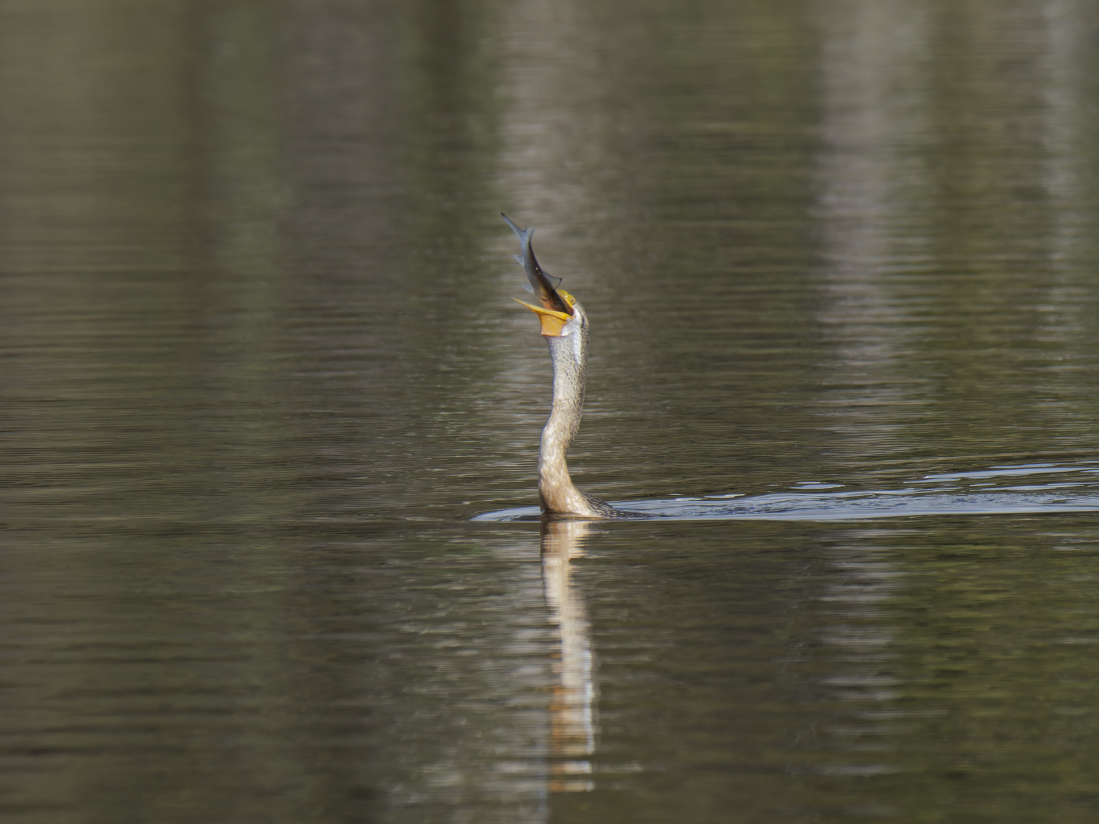 Click image for larger version

Name:	catch-4.jpg
Views:	81
Size:	782.9 KB
ID:	1028984