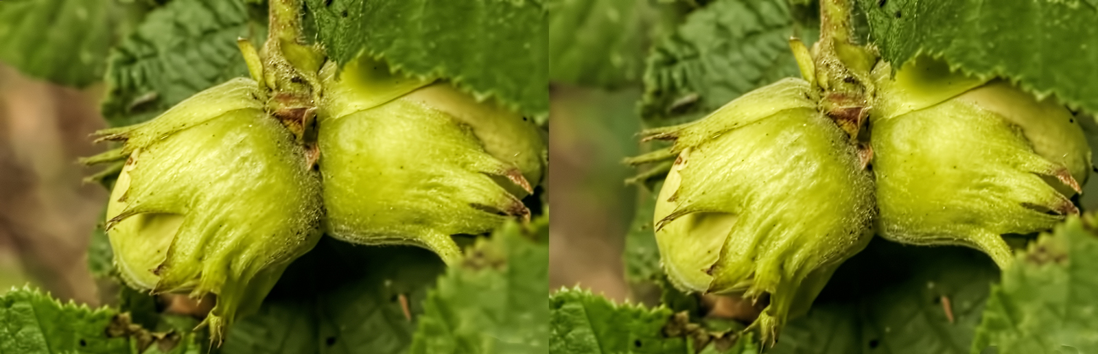 Click image for larger version

Name:	_8165373_DxO Hazelnuts Crosseye 1600.jpg
Views:	302
Size:	517.3 KB
ID:	1029275