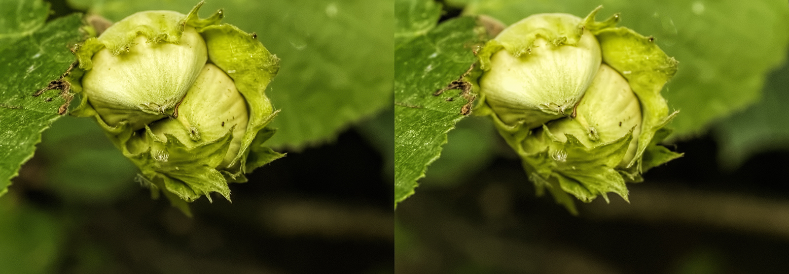 Click image for larger version

Name:	_8165364_DxO Hazelnuts Crosseye 1600.jpg
Views:	25
Size:	638.8 KB
ID:	1029276