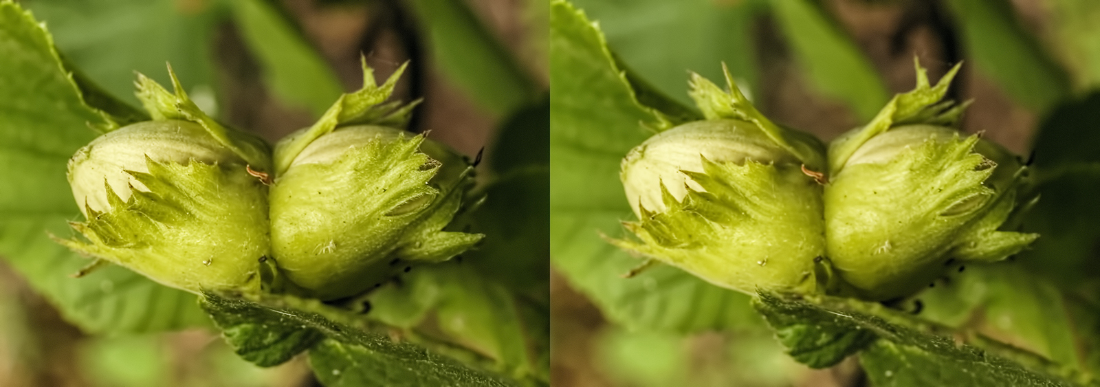 Click image for larger version

Name:	_8165362_DxO Hazelnuts Crosseye 1600.jpg
Views:	27
Size:	573.7 KB
ID:	1029277