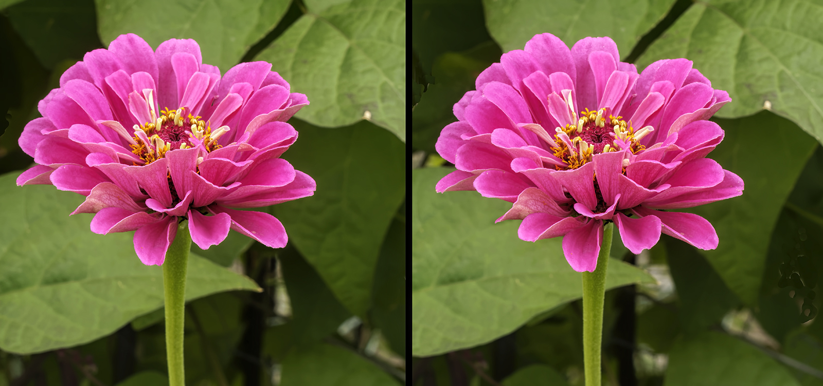 Click image for larger version  Name:	_8185414_DxO Zinnia Schneider Edixa-Xenar 50mm f11  Crop Crosseye 1600.jpg Views:	0 Size:	695.7 KB ID:	1029300