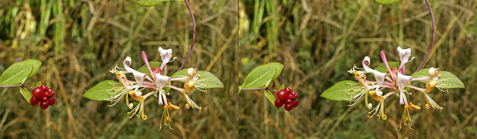 Click image for larger version  Name:	_8185421_DxO Honeysuckle Flower and Fruit Schneider Edixa-Xenar 50mm f11 Crosseye.jpg Views:	0 Size:	561.1 KB ID:	1029301