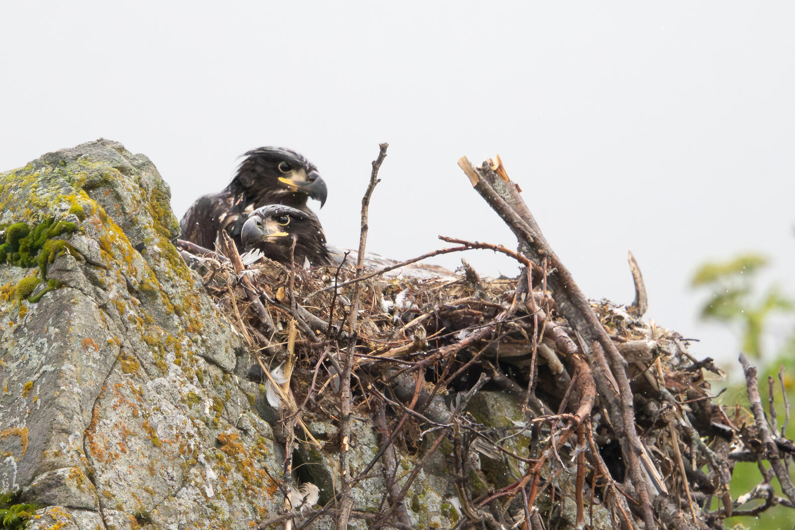 Click image for larger version

Name:	UK_AniaUnga-8029255.jpg
Views:	68
Size:	413.2 KB
ID:	1029373