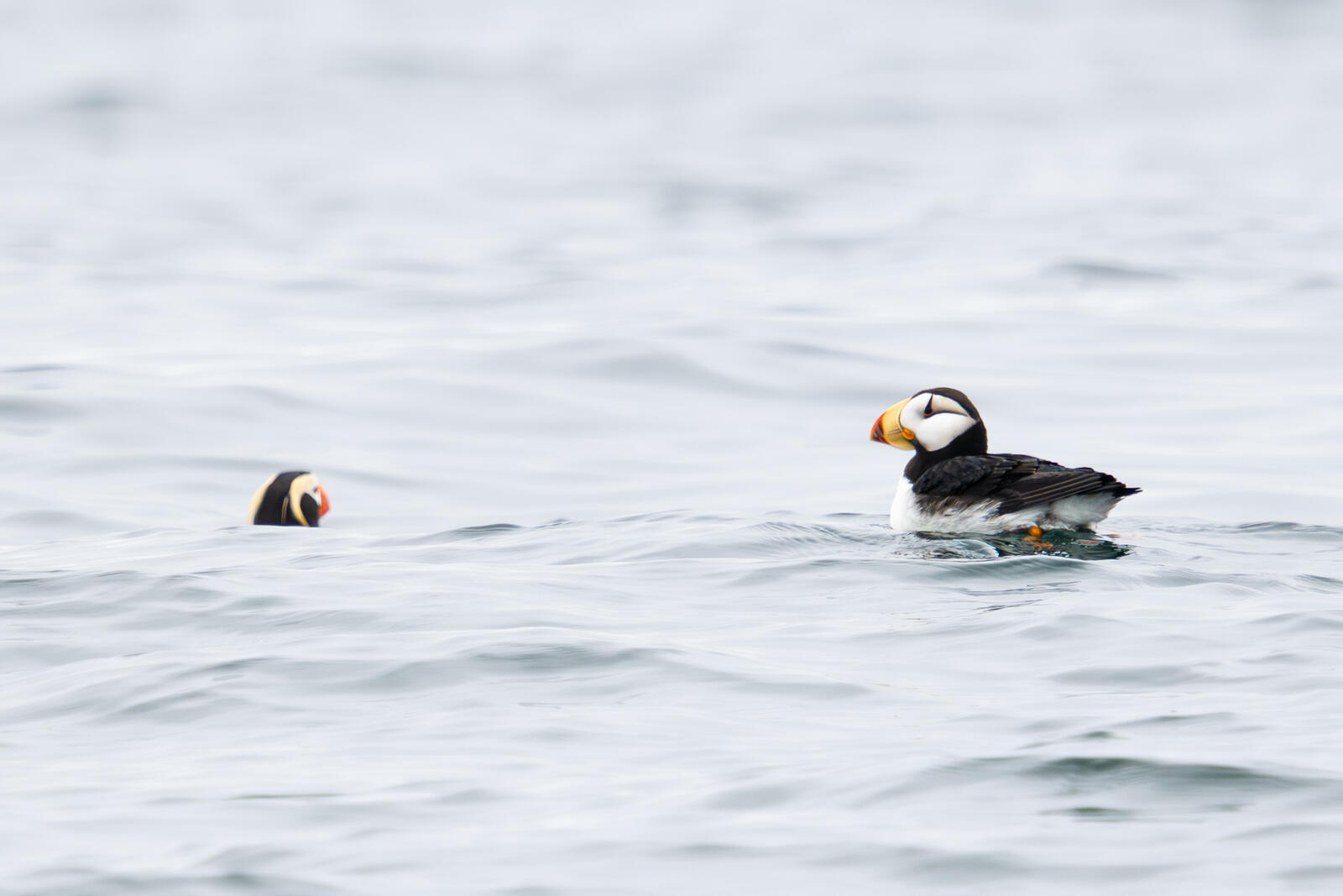 Click image for larger version

Name:	UK_AniaUnga-8039920.jpg
Views:	71
Size:	116.2 KB
ID:	1029381