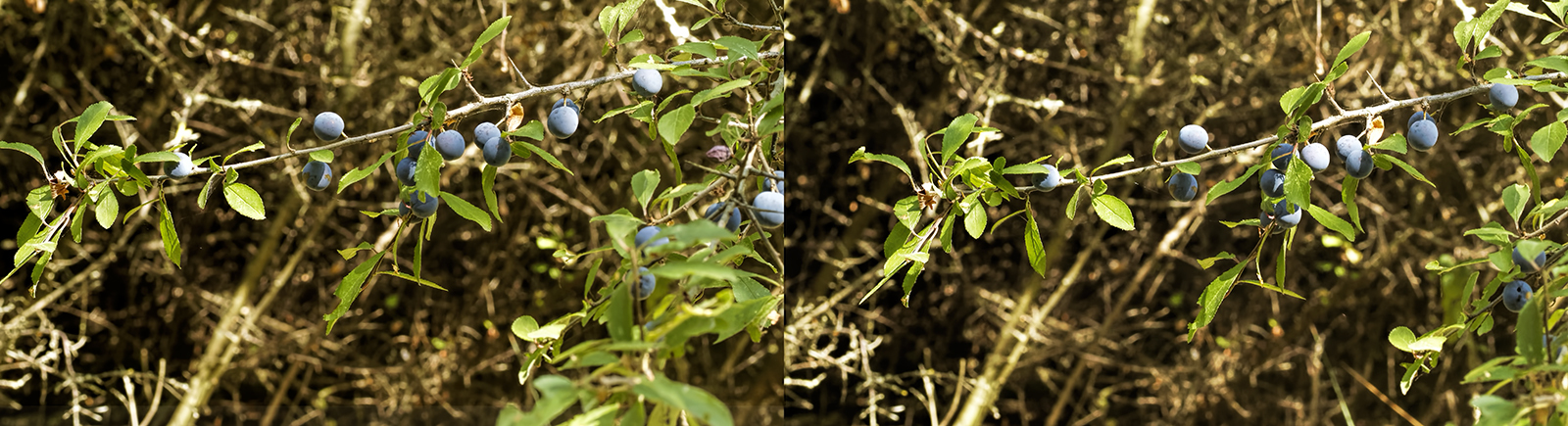 Click image for larger version

Name:	_8255491_DxO Sloe Blackthorn Crosseye 1600.jpg
Views:	190
Size:	720.0 KB
ID:	1030213