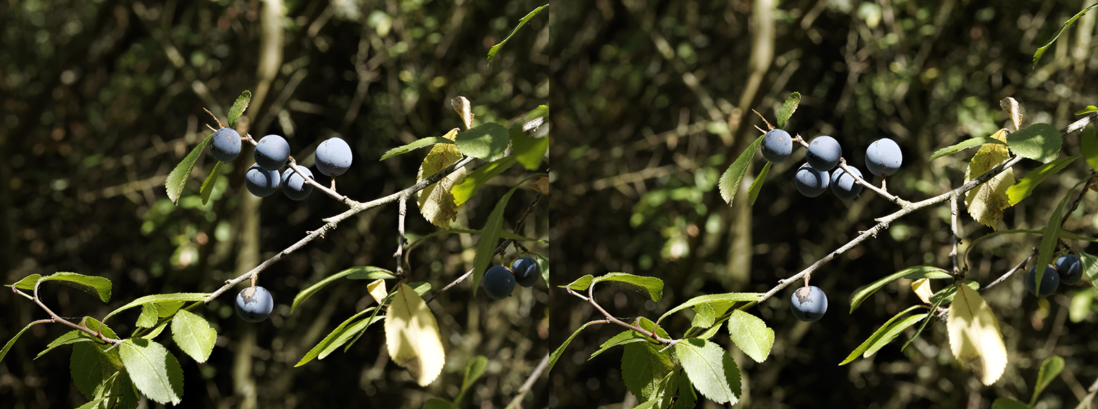 Click image for larger version

Name:	_8255493_DxO Sloe Blackthorn Crosseye 1600.jpg
Views:	24
Size:	673.2 KB
ID:	1030214