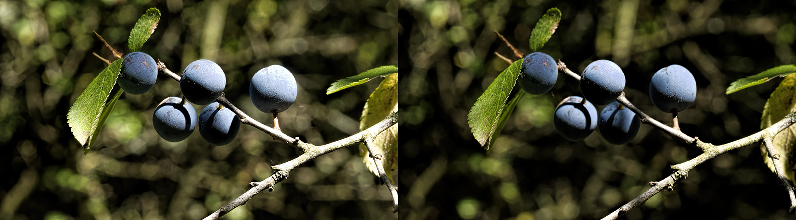 Click image for larger version

Name:	_8255495_DxO Sloe Blackthorn Crosseye 1600.jpg
Views:	24
Size:	473.3 KB
ID:	1030215