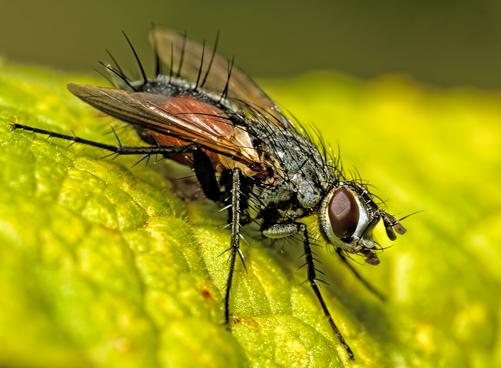 Click image for larger version

Name:	P8043318_DxO Tachinid 1024.jpg
Views:	504
Size:	519.5 KB
ID:	1030506